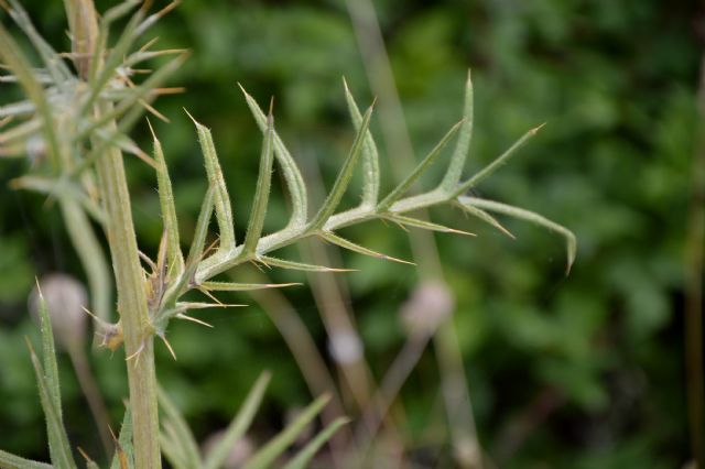 Cirsium tenoreanum ?